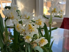 Narcissus tazetta chinensis