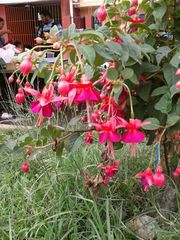 Fuchsia × hybrida
