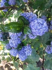 Ceanothus gloriosus