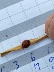 Coccinella transversoguttata