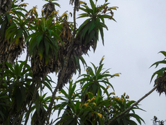 Siphocampylus giganteus