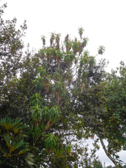 Siphocampylus giganteus