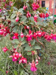 Fuchsia × hybrida