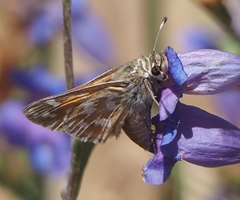 Hesperia lindseyi
