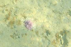 Heteractis crispa