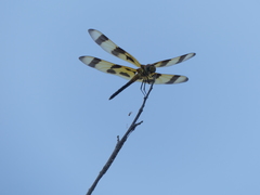 Celithemis eponina