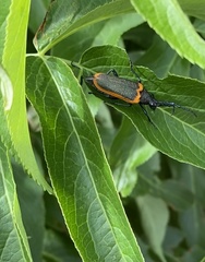 Desmocerus