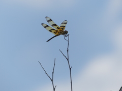 Celithemis eponina