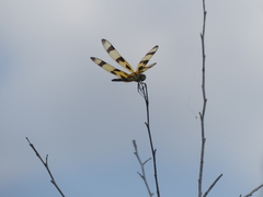 Celithemis eponina
