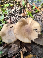 Armillaria hinnulea