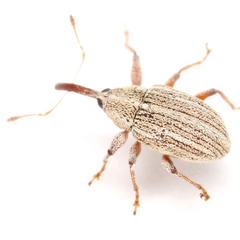 Anthonomus heterothecae