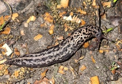 Limax maximus