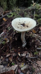 Amanita diemii