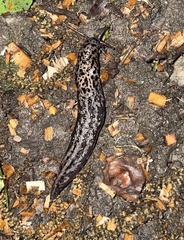 Limax maximus