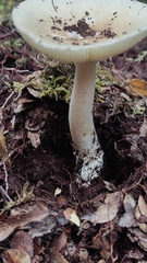 Amanita diemii