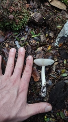 Amanita diemii