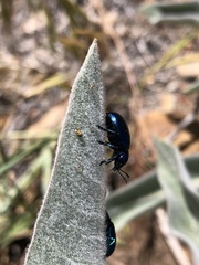 Chrysochus cobaltinus