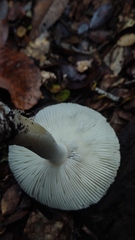 Amanita diemii