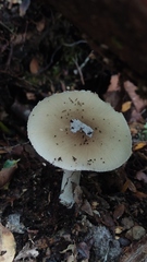 Amanita diemii
