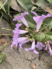Mansoa alliacea