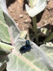 Chrysochus cobaltinus