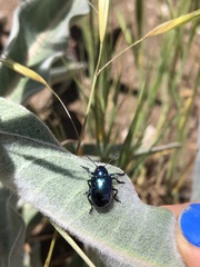 Chrysochus cobaltinus