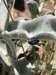 Chrysochus cobaltinus