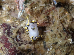 Polycera tricolor