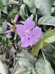 Mansoa alliacea