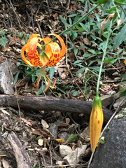 Lilium humboldtii