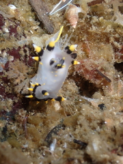 Polycera tricolor