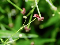 Galium arkansanum