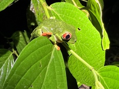 Agalychnis saltator
