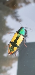 Buprestis viridisuturalis