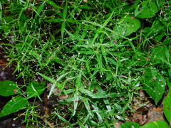 Galium arkansanum