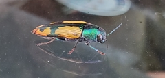 Buprestis viridisuturalis