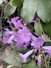 Mansoa alliacea