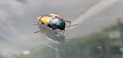 Buprestis viridisuturalis
