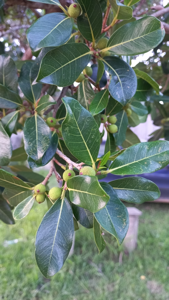 Ficus cestrifolia (Ficus cestrifolia)