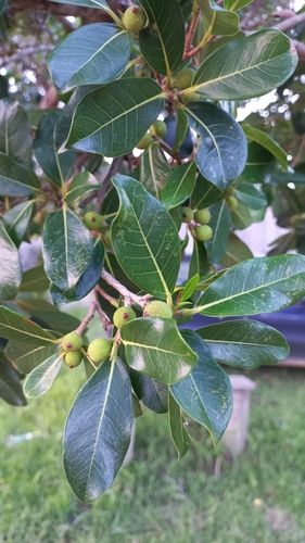 Ficus cestrifolia (Ficus cestrifolia)