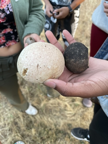 iNaturalist observation photo of California Gall Wasp