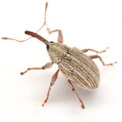 Anthonomus heterothecae