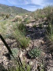 Astragalus desereticus