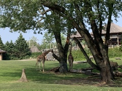 Giraffidae