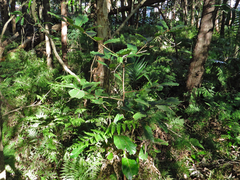 Cryptocarya hypospodia