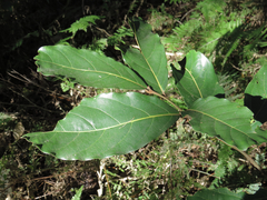 Cryptocarya hypospodia