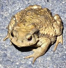 Bufo gargarizans