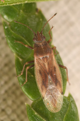 Cymidae