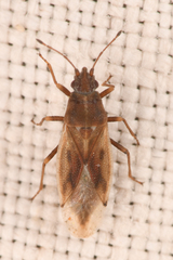 Cymidae