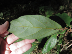 Cryptocarya hypospodia